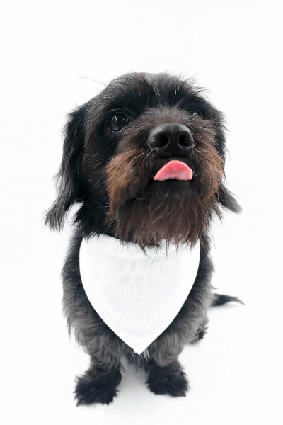 Šatka pre Psa s Potlačou 32 - 38 cm | Vytvor si Šatku