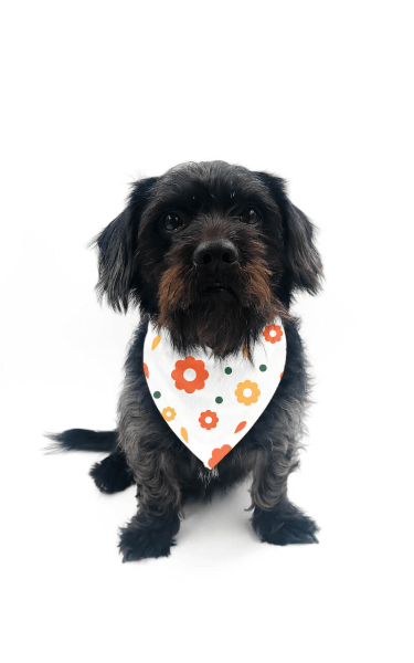 Vlastná potlač na Šatku pre Psa so Suchým Zipsom 38 - 45 cm